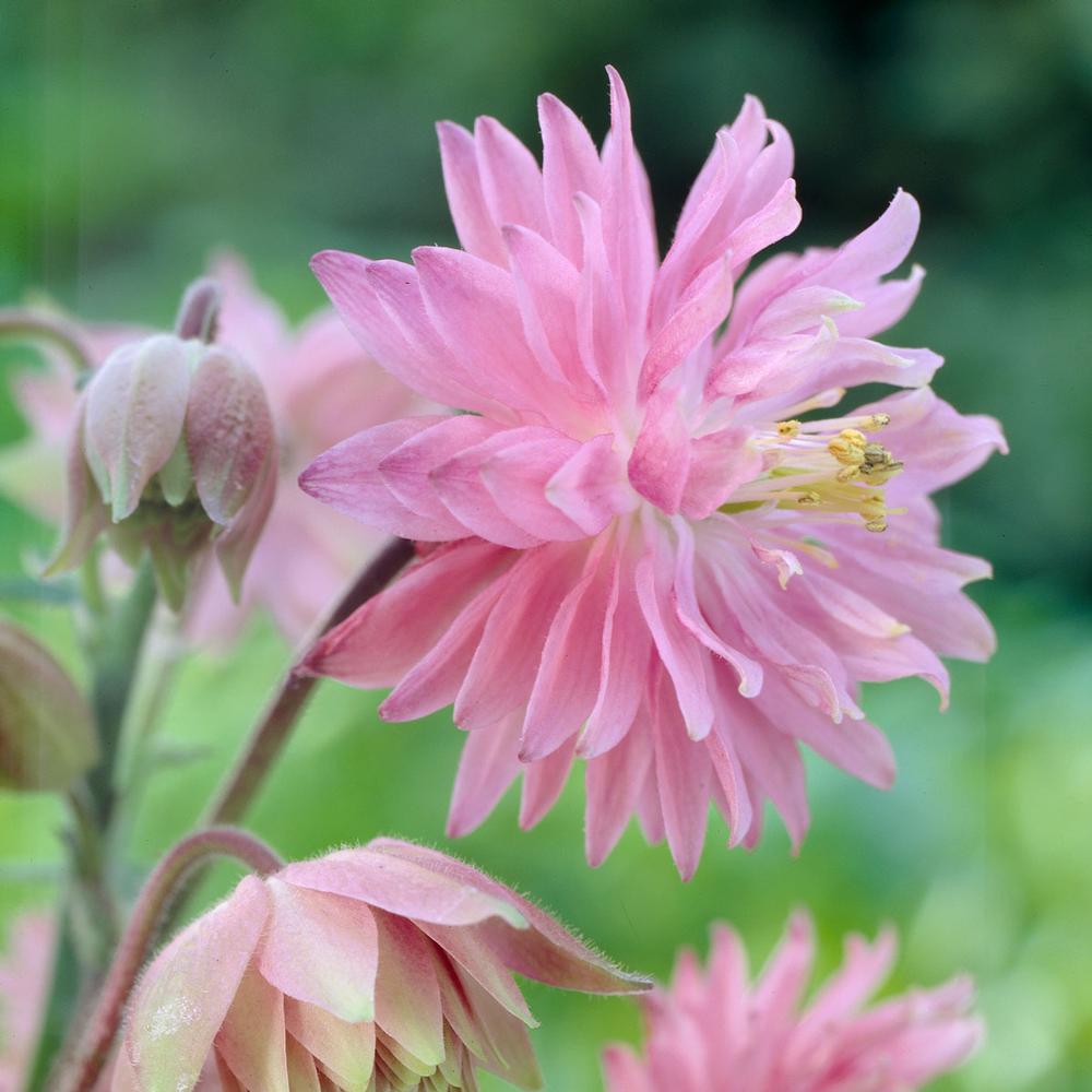 Aquilegia vulgaris var. stellata 'Pink Barlow'